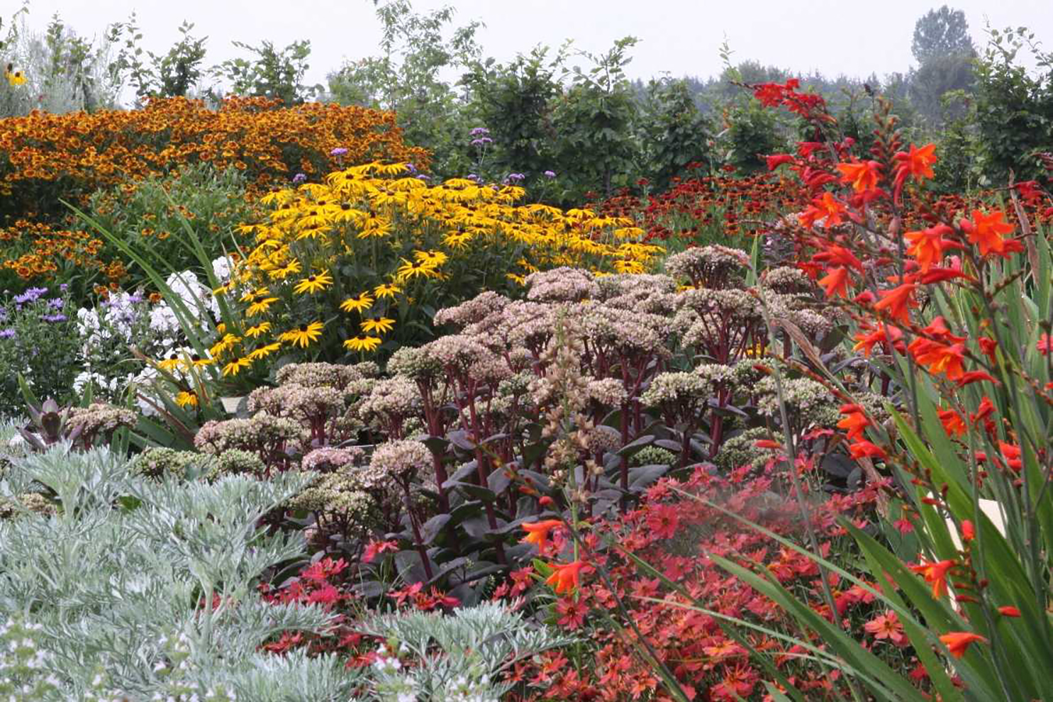 Sedum ‘Matrona’ gehört zu den Stauden, die mit sonnigen und trockenen Standorten gut zurechtkommen. Im Spätsommer lässt es sich wirkungsvoll mit anderen spät blühenden Stauden kombinieren.